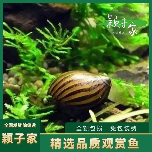 清洁除藻螺丝活体宠物螺草缸适合