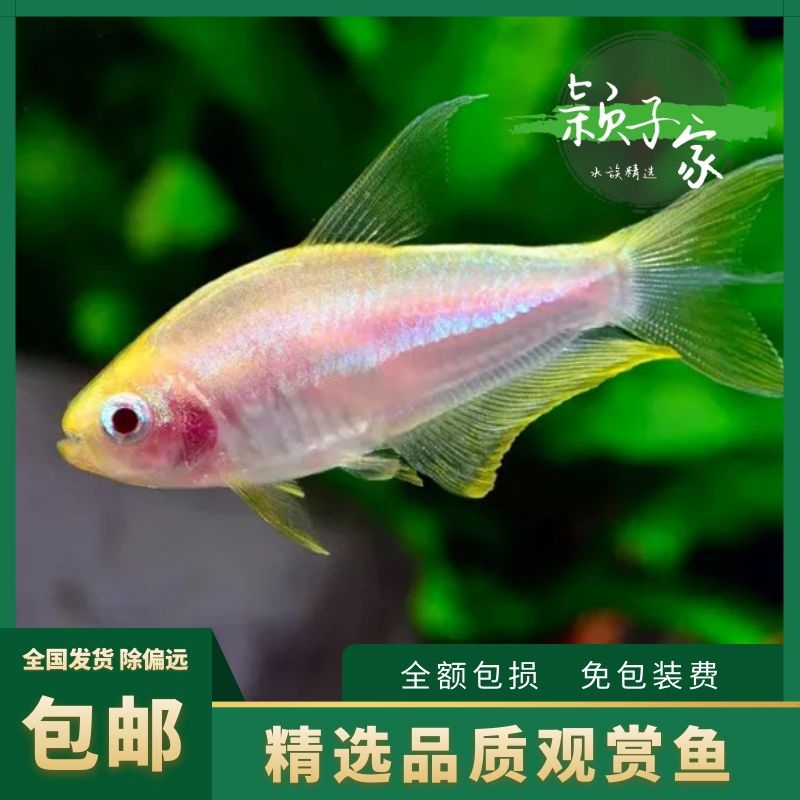 【黄金帝王灯】活体鱼热带鱼淡水观赏鱼水草缸群游灯鱼包活