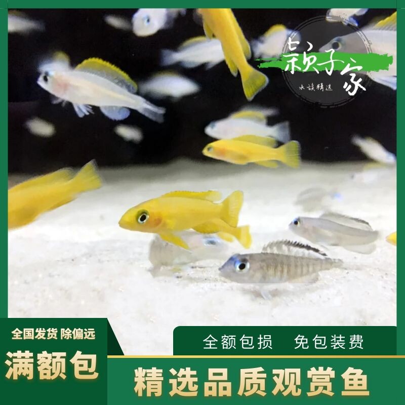 【黄天堂鸟】非洲三湖慈鲷鱼卷贝坦鲷热带观赏鱼活体