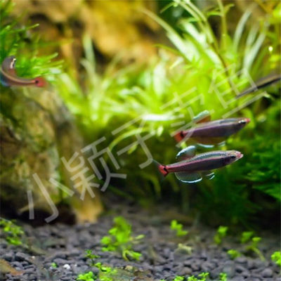金丝冷水不加温入门包邮小型鱼