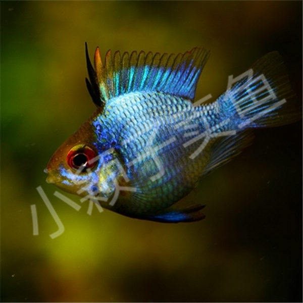 【宝蓝球凤凰】阿凡达凤凰短鲷鱼2.5-3cm活体热带淡水观赏鱼包邮