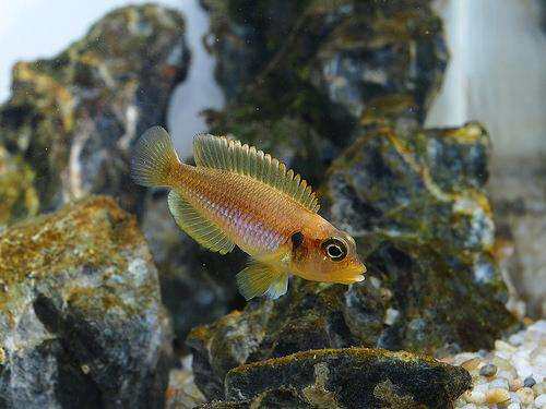 【黄金叮当2.5cm左右】非洲三湖慈鲷坦鲷卷贝热带鱼观赏鱼活体