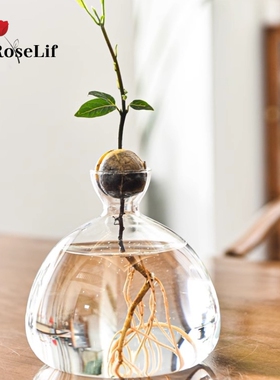O.RoseLif 创意牛油果水培花瓶大种子种植培养花瓶容器手工花瓶