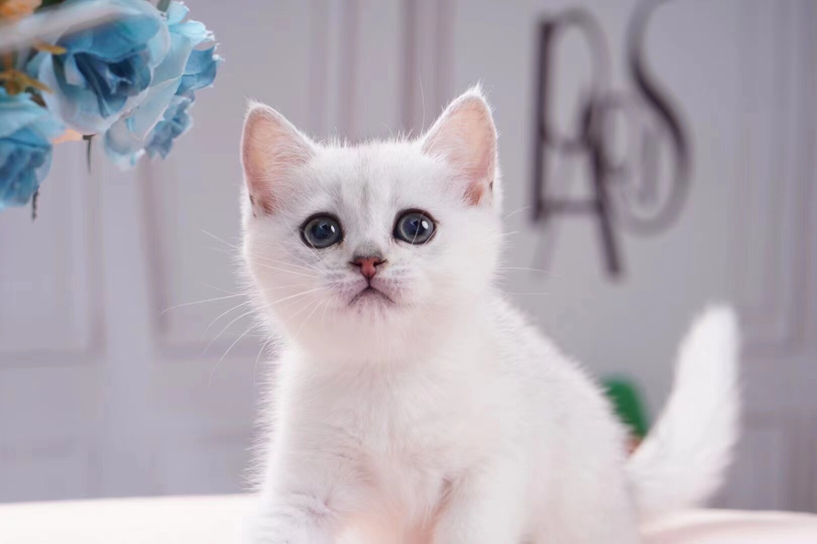凯凯宠物苑▉可爱的银渐层▉支付宝交易英国短毛猫