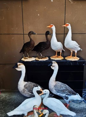 11年老店专注各种动物越南