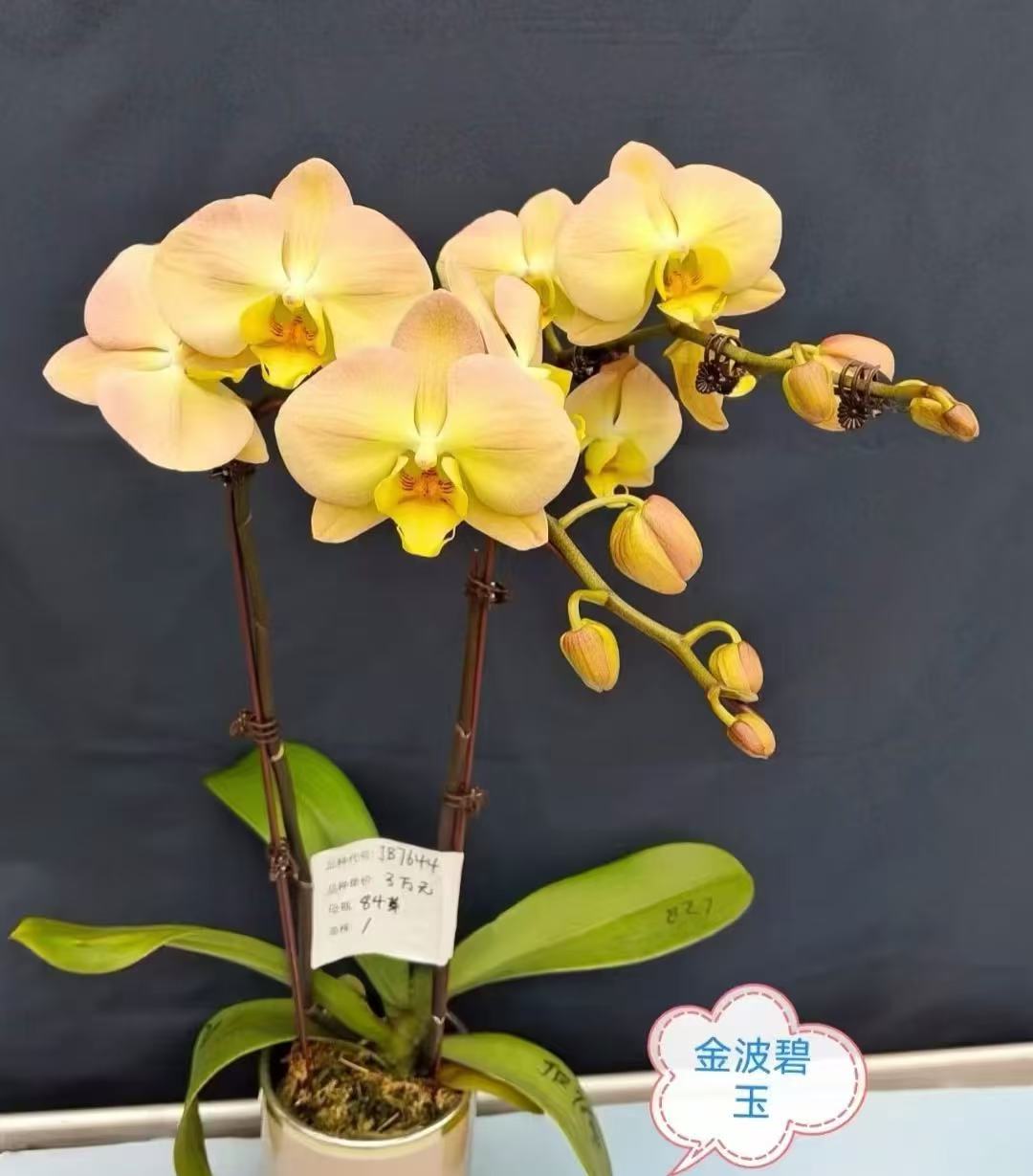 新品：金波碧玉2.8寸杯小花苞