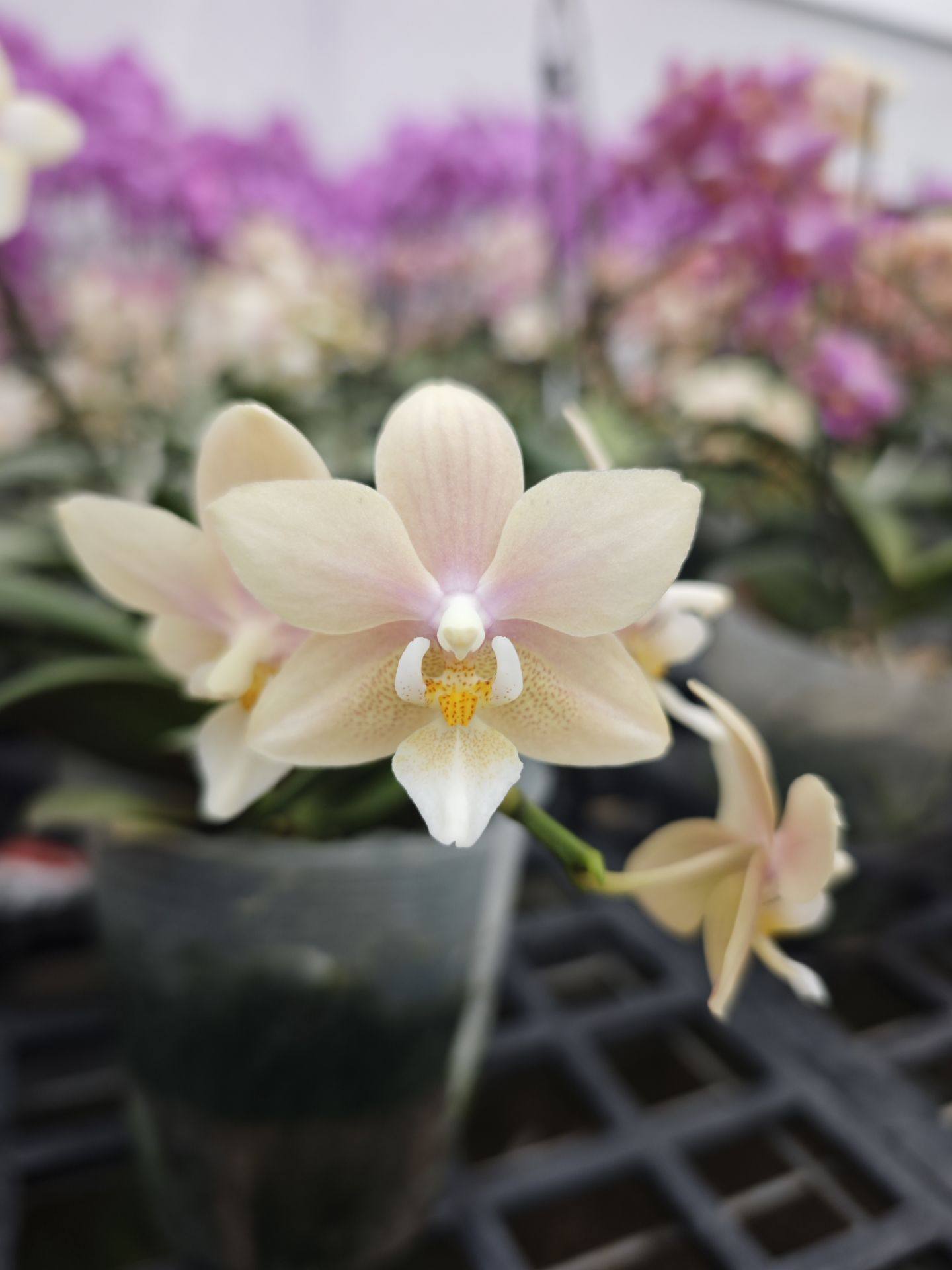 3217小香花3.5寸杯抽梗苗苗