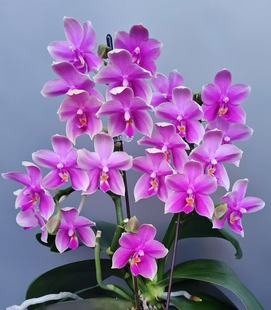 特惠福利浓香型：香奈儿 2.8寸杯开花或者花苞叶子有瑕