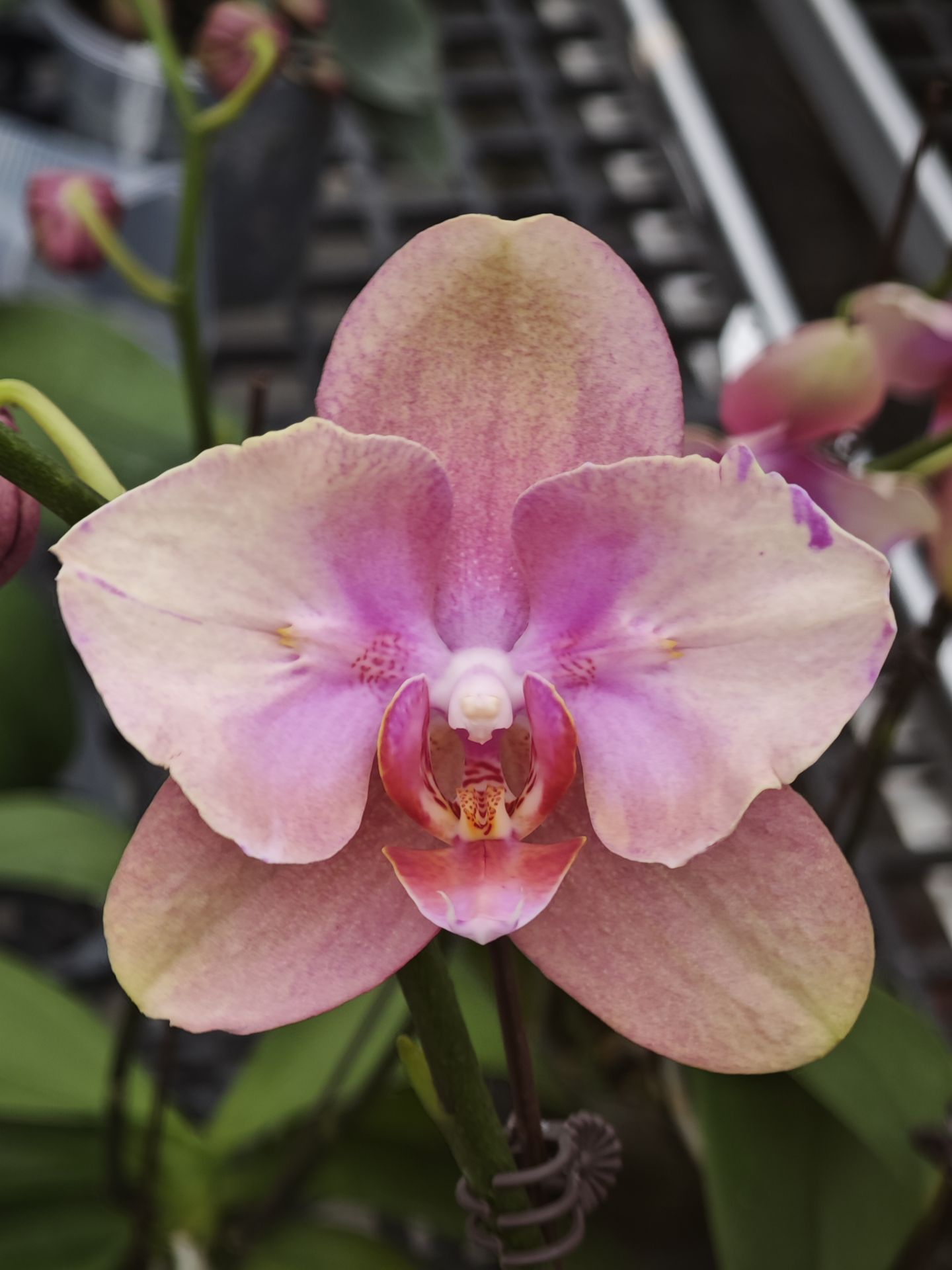 梵高两眼变异3.0寸杯开花带苞