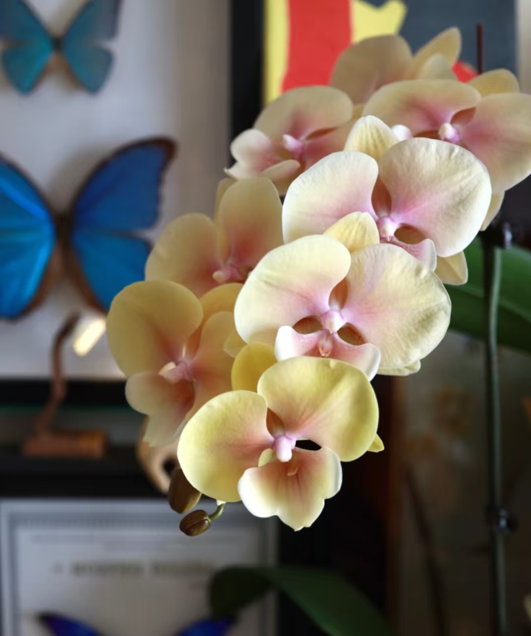 桃面玉唇3.0寸杯抽梗苗