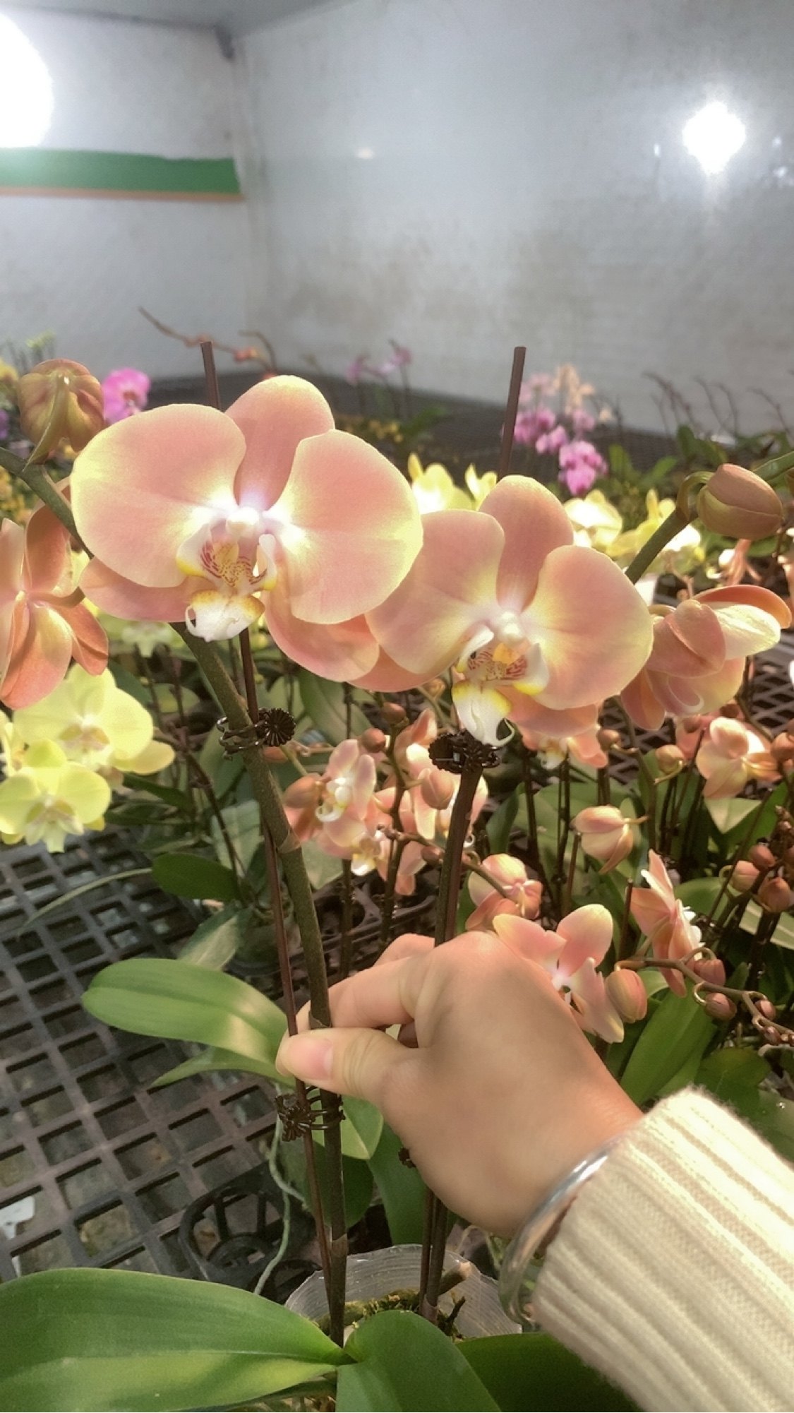 新品：新罗马3.0寸杯 双剑 开花或者花苞,鲜花速递/花卉仿真/绿植园艺,国兰/杂交兰/洋兰类,淘宝优惠券,粉丝福利购,淘宝优惠卷