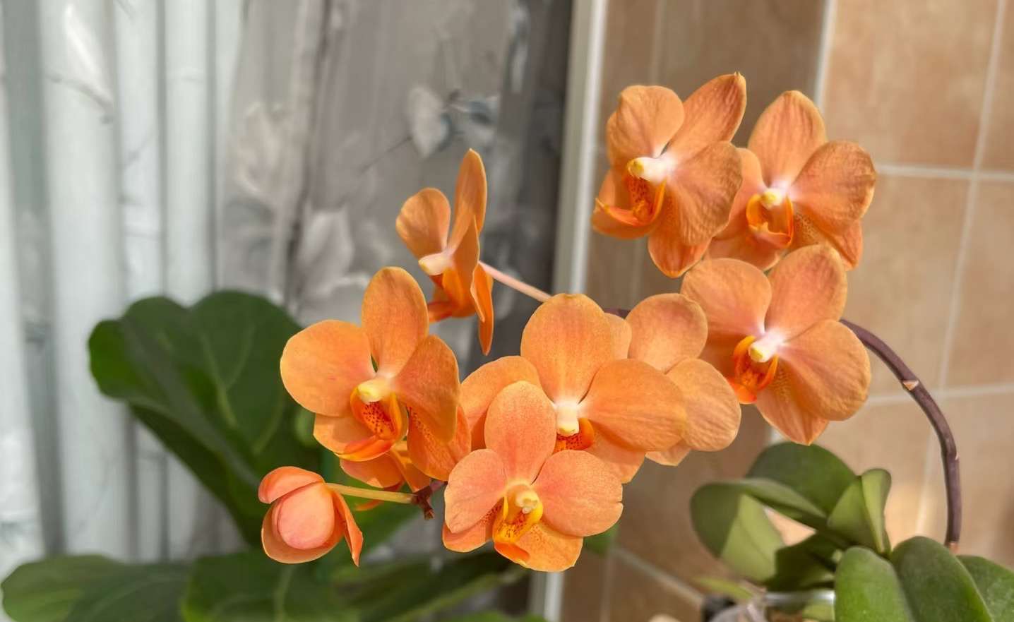 稀品蜡质带香：砂糖橘4寸苗