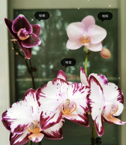 哈根达斯3.0寸杯单剑花苞