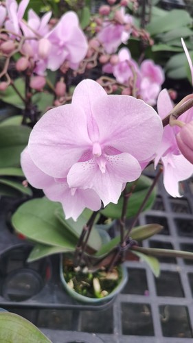 丰花：禹城王子3.0寸杯三剑抽梗小花苞