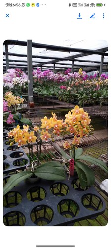 湾湾香味小香花3202苗3.5寸