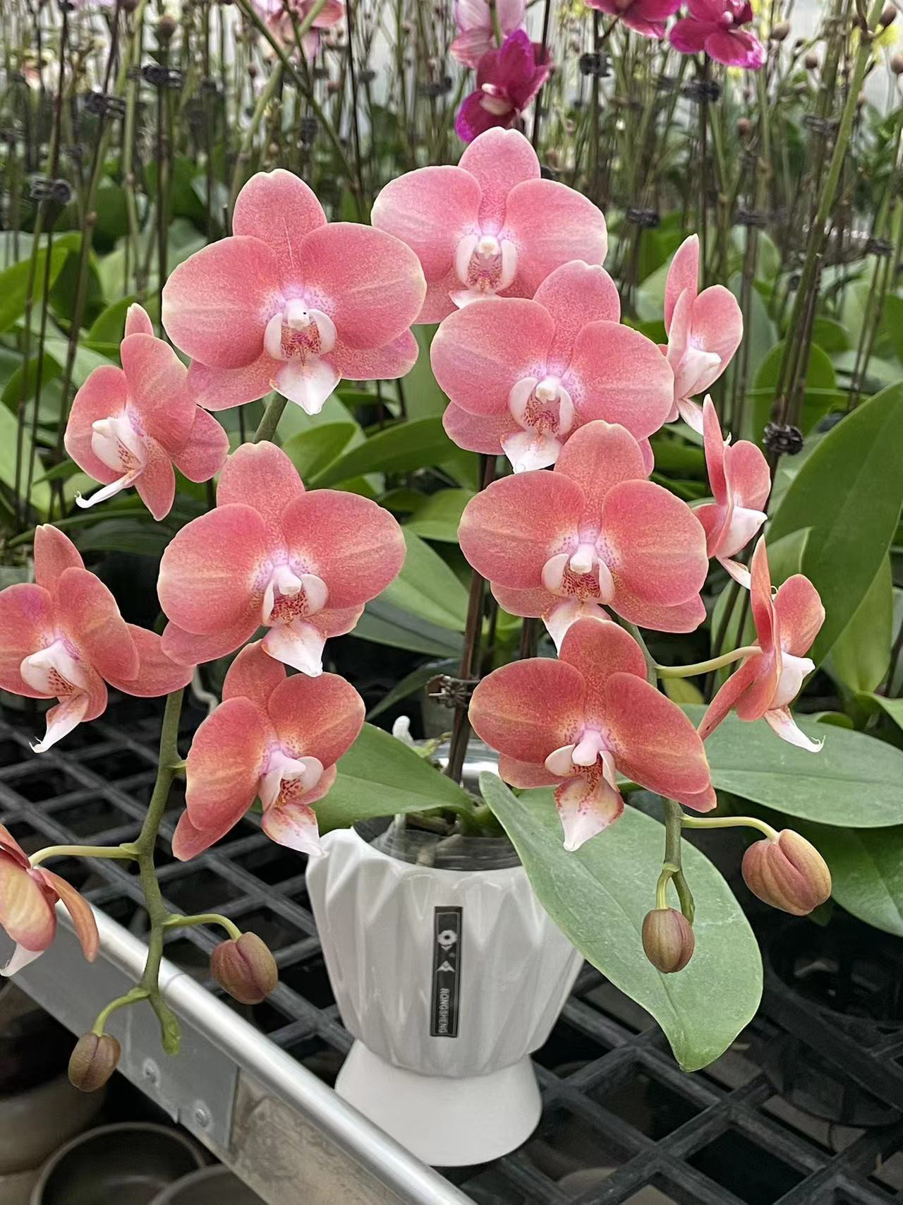 网红款： 鲑鱼 3.5寸双剑开花或者花苞~叶瑕,鲜花速递/花卉仿真/绿植园艺,国兰/杂交兰/洋兰类,淘宝优惠券,粉丝福利购,淘宝优惠卷