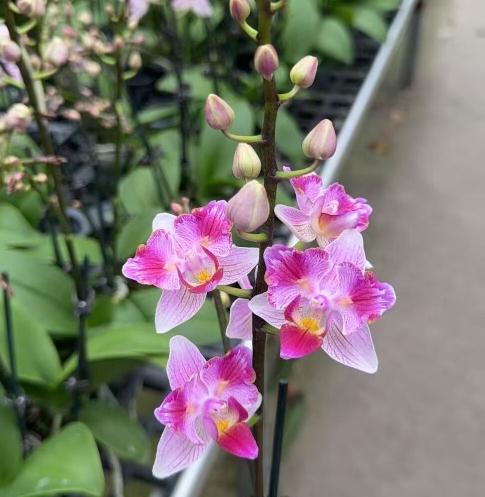 小花新品：蜡笔小新3.5寸杯花苞株~有返祖几率