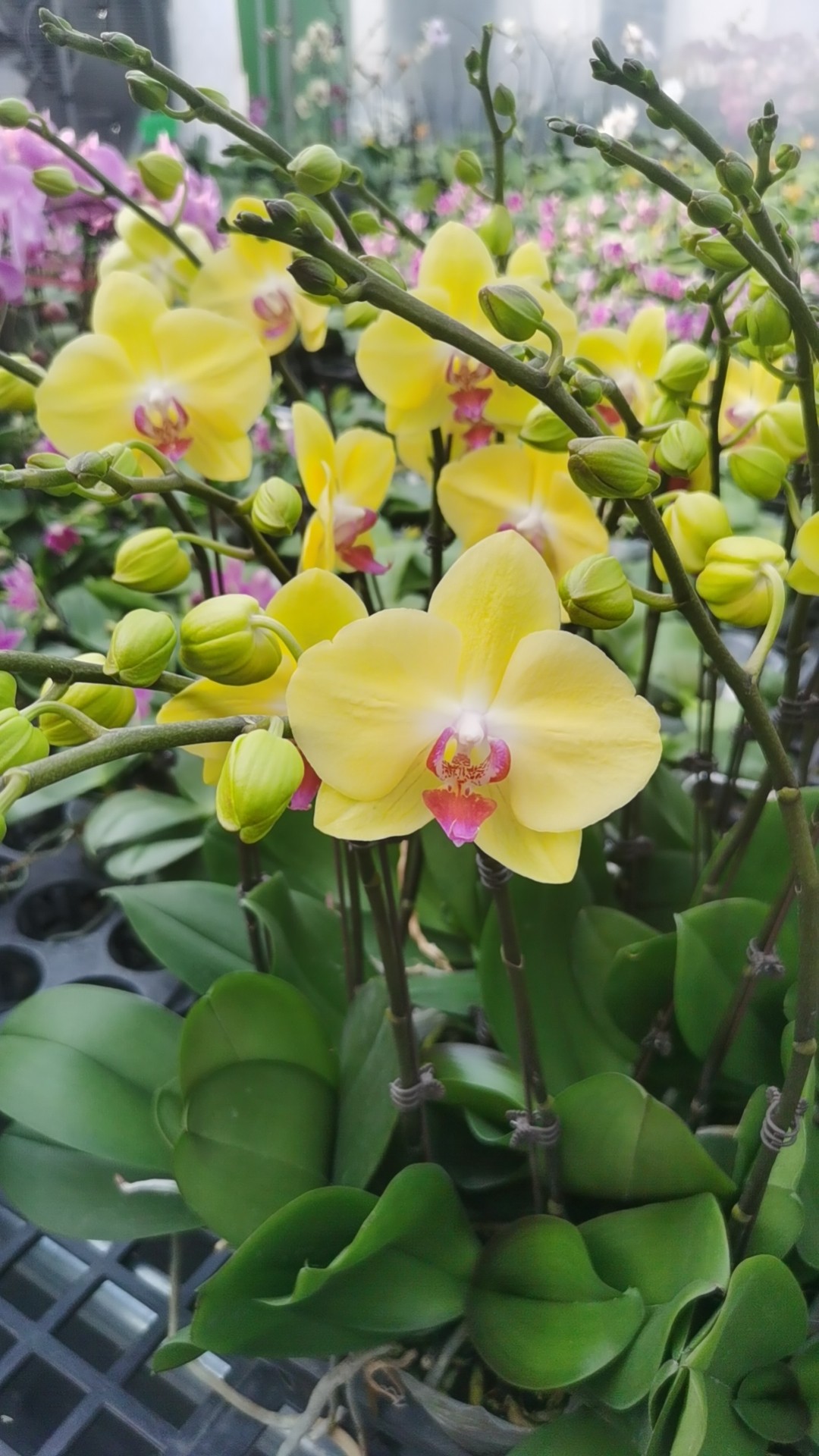 经典款：富乐夕阳 3.5 双剑,鲜花速递/花卉仿真/绿植园艺,国兰/杂交兰/洋兰类,淘宝优惠券,粉丝福利购,淘宝优惠卷