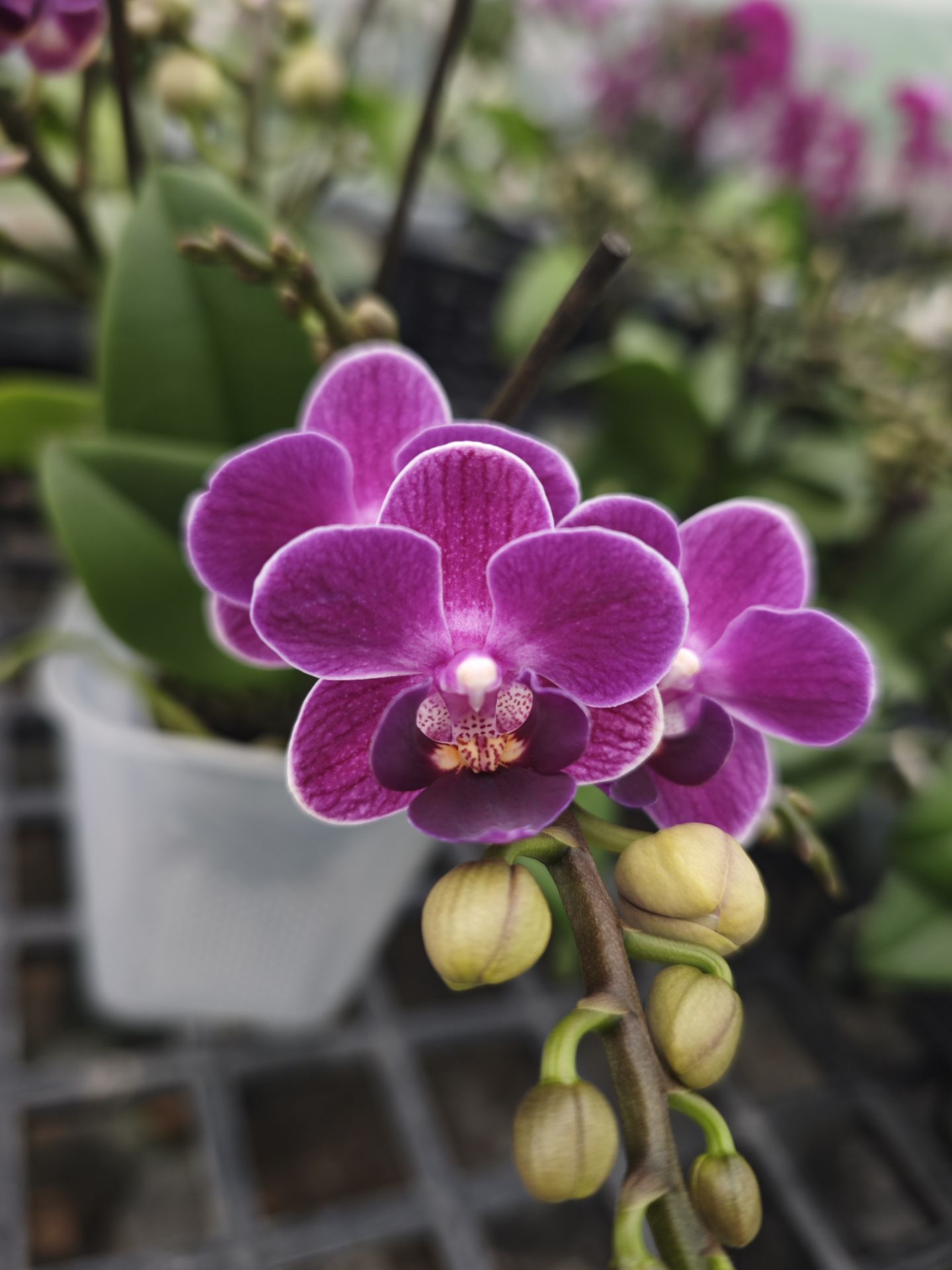 湾湾稀品：紫瞳精灵3.0寸杯双剑开花带苞