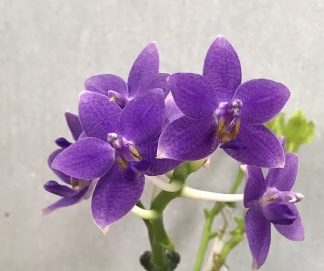 新品：柳林蓝星2.5寸杯