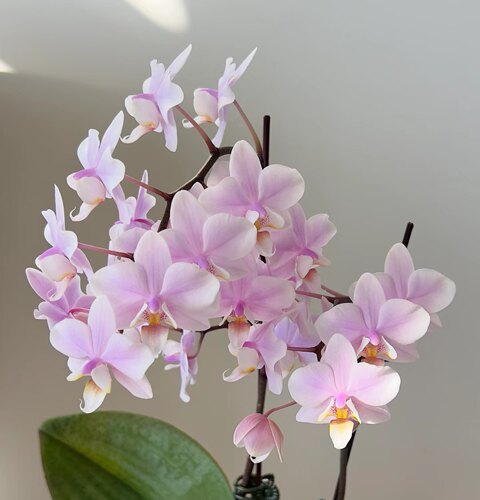 槟榔西施4.5寸杯抽梗苗