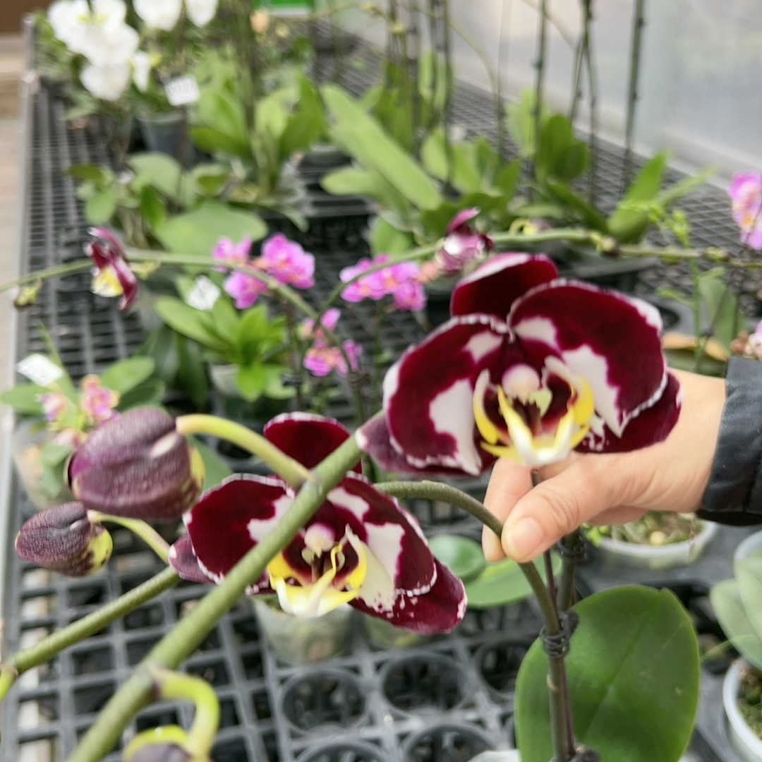 新品黑花3寸单剑,鲜花速递/花卉仿真/绿植园艺,绿植,淘宝优惠券,粉丝福利购,淘宝优惠卷