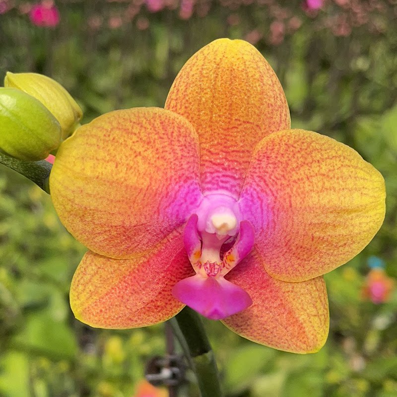 带香味的蝴蝶兰原生种蝴蝶兰花苗部分花苞开花阳台花卉有清香浓香