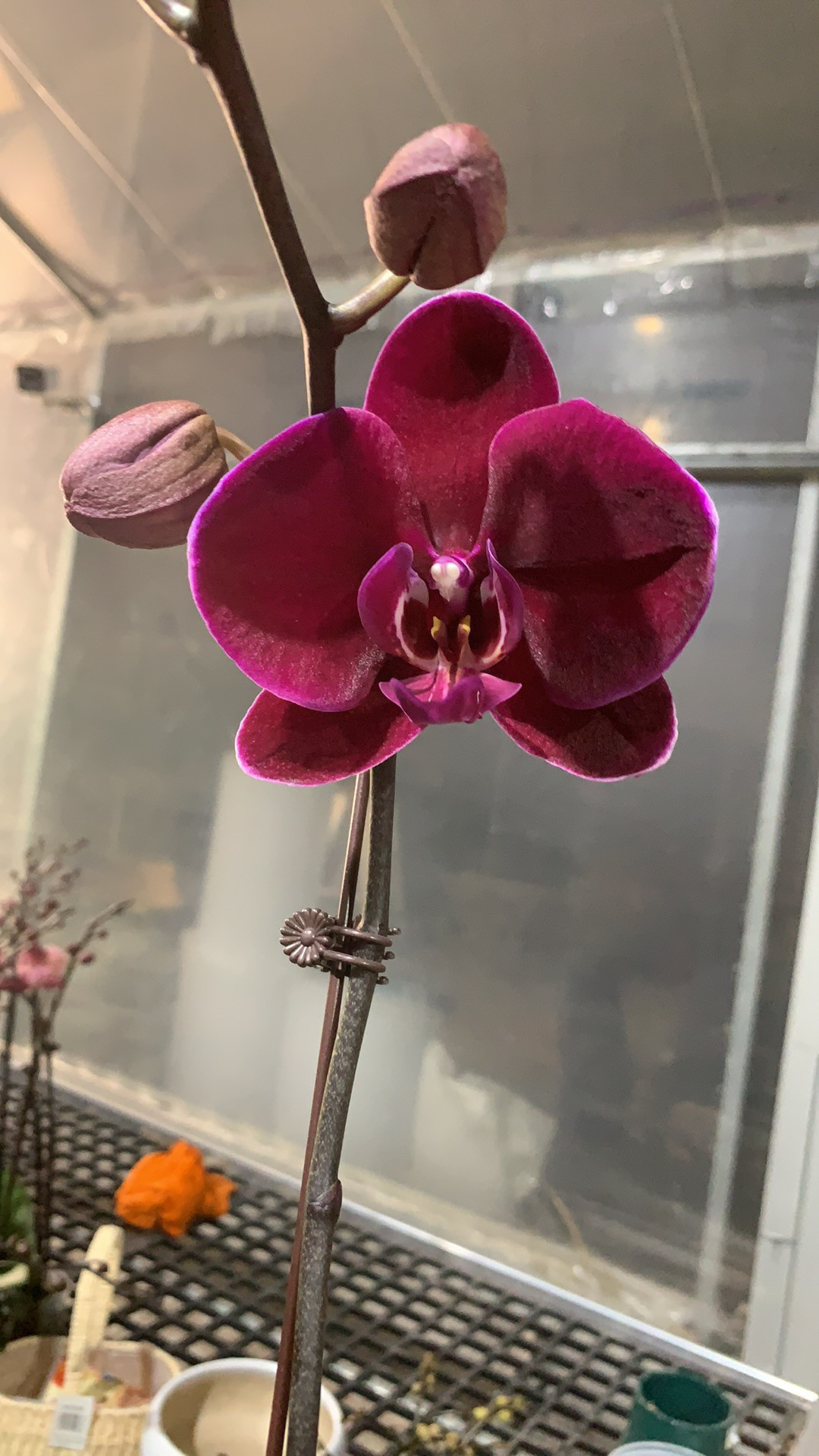 丝绒蜡质：牛记黑脸 3.5寸杯开花或者花苞（有微瑕）,鲜花速递/花卉仿真/绿植园艺,国兰/杂交兰/洋兰类,淘宝优惠券,粉丝福利购,淘宝优惠卷