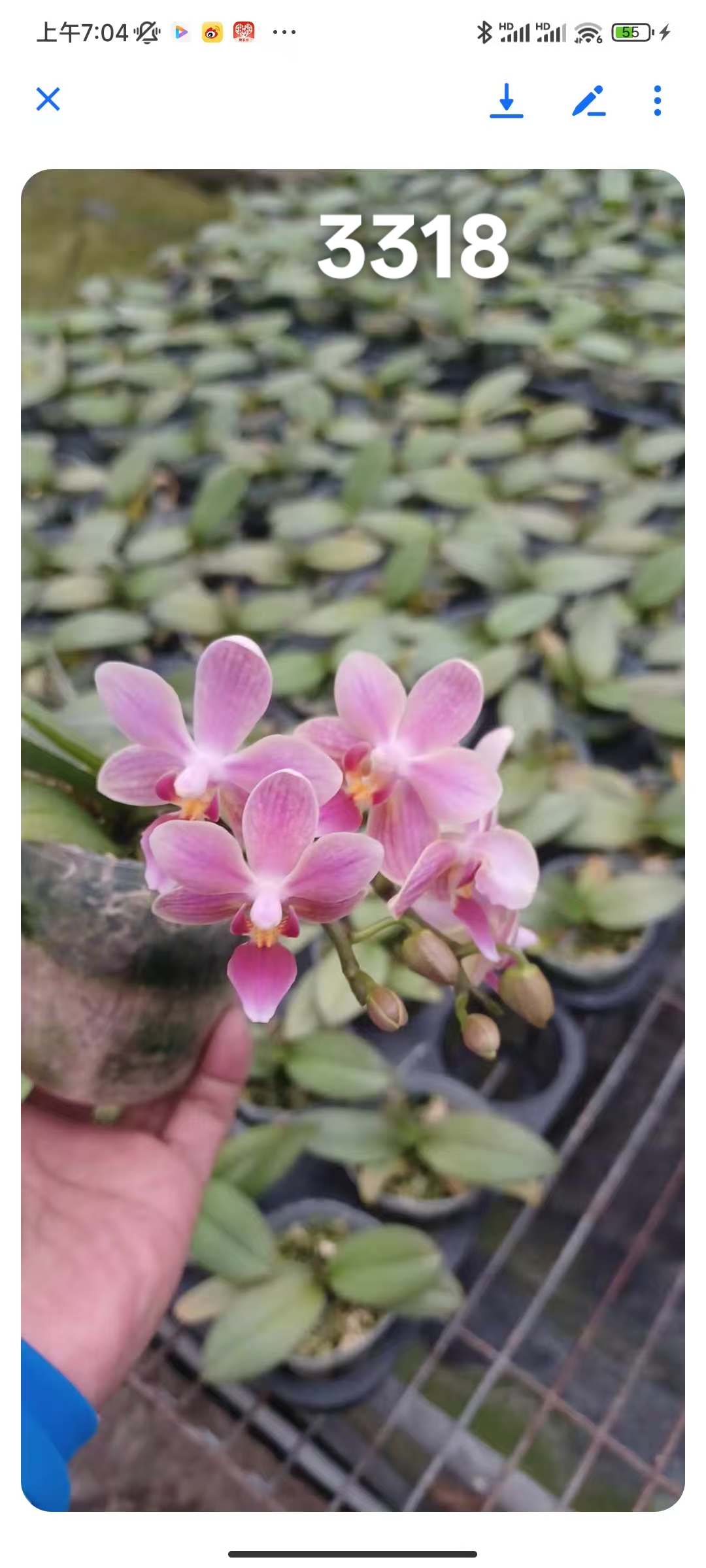 3318香味小花3.5寸苗