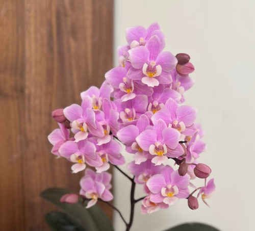 带香：樱兰3.0寸杯抽梗苗苗