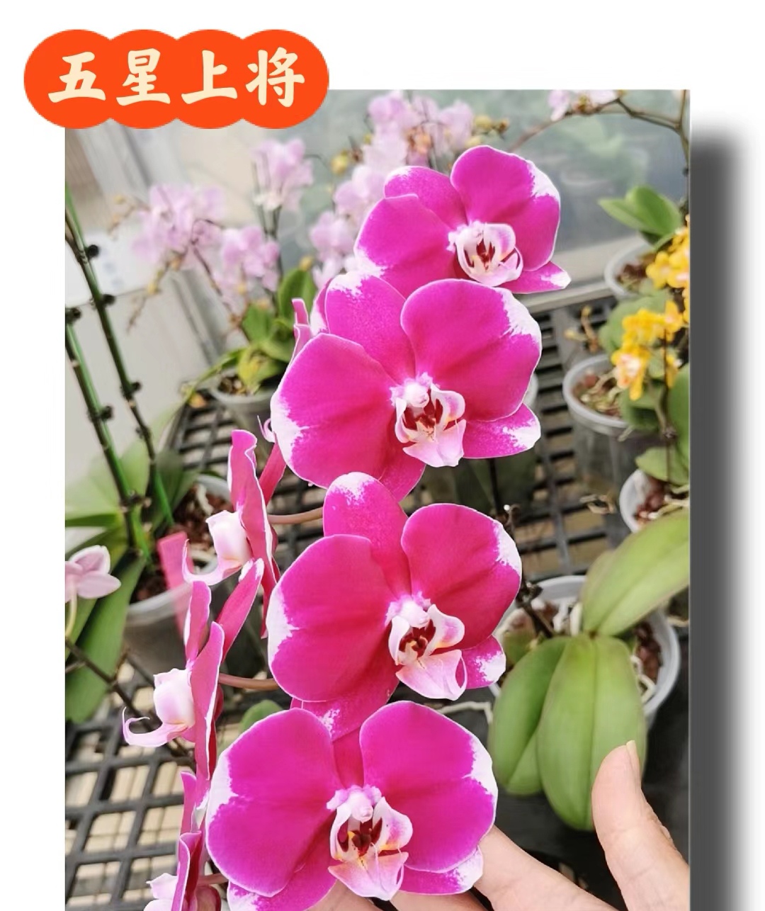 新品大花：3.0寸杯双剑 五星上将开花或花苞