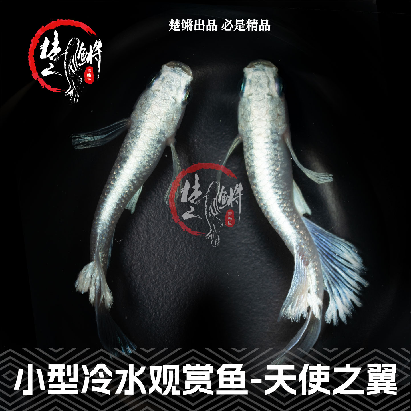 楚鳉观背青鳉天使之翼