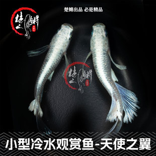 楚鳉观背青鳉天使之翼淡水冷水小型观赏鱼小锦鲤北方冷水