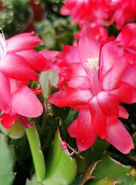 红色蟹爪兰索菲大叶型大花盆栽室内阳台多肉植物多年生花卉莱妮家