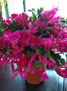 大盆栽蟹爪兰进口雷神系老桩带花苞阳台花卉多年生原盆原土莱妮家