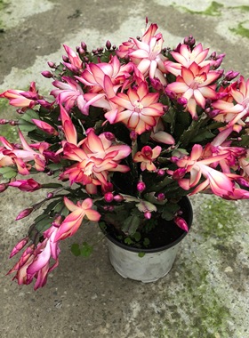 新品种蟹爪兰自育杂交孤品实生苗室内阳台花卉盆栽一物一拍莱妮家