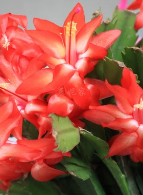 进口雷神红色蟹爪兰老桩大盆栽室内阳台花卉多肉植物多年生莱妮家