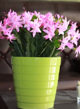 进口蟹爪兰盆栽粉色艾达雷神系阳台花卉室内多肉植物少女粉莱妮家