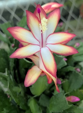 复色蟹爪兰盆栽多肉植物室内阳台花卉自育新品种流光红黄色莱妮家