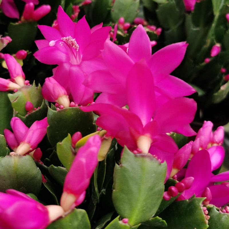 进口蟹爪兰带花苞雷神莎伦紫色阳台花卉室内多肉植物多年生莱妮家