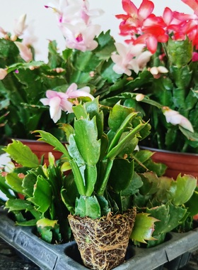 进口蟹爪兰穴盘苗阳台花卉室内多肉植物多年生嫁接材料小苗莱妮家