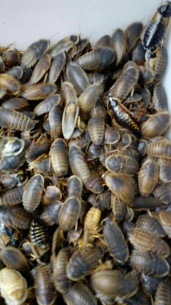 杜比亚蟑螂繁殖组公母 活体饲料龙鱼蜥蜴乌龟包邮