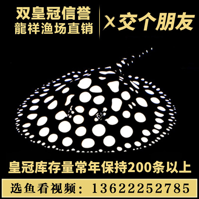 魟鱼皇冠黑白活体米克斯缸鱼黑金黑帝珍珠鱼小鱼苗观赏鱼热带鱼