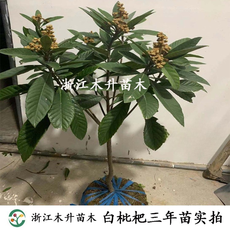 枇杷树大树白沙白荔枝品种浙江正宗嫁接苗庭院盆栽种植白枇杷果苗