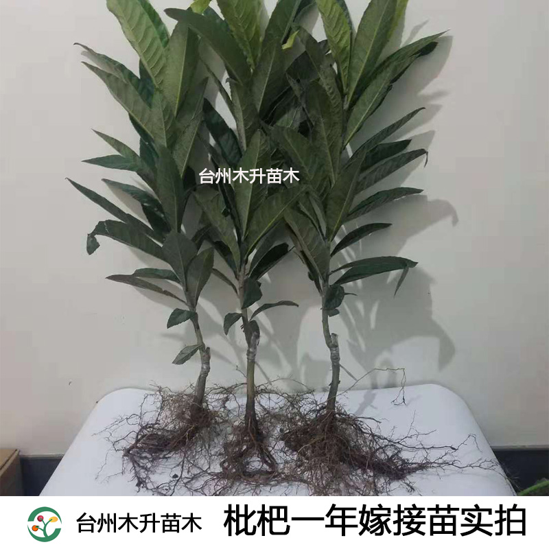 浙江荔枝品种当年结果嫁接苗