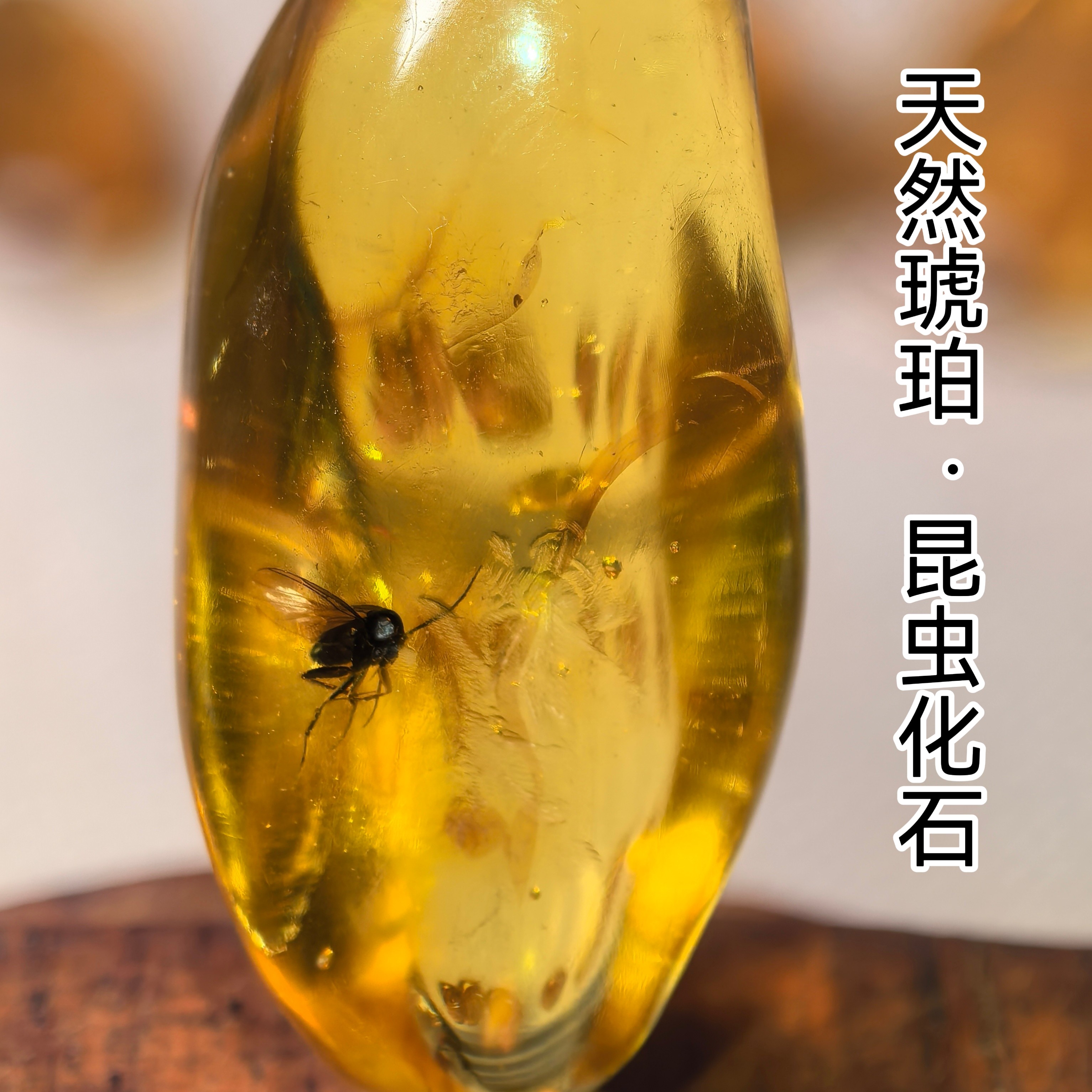 天然昆虫琥珀化石植物飞蝇甲虫教学收藏远古虫珀TJ