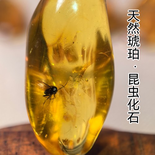 天然昆虫琥珀化石植物飞蝇甲虫教学收藏远古虫珀 特价