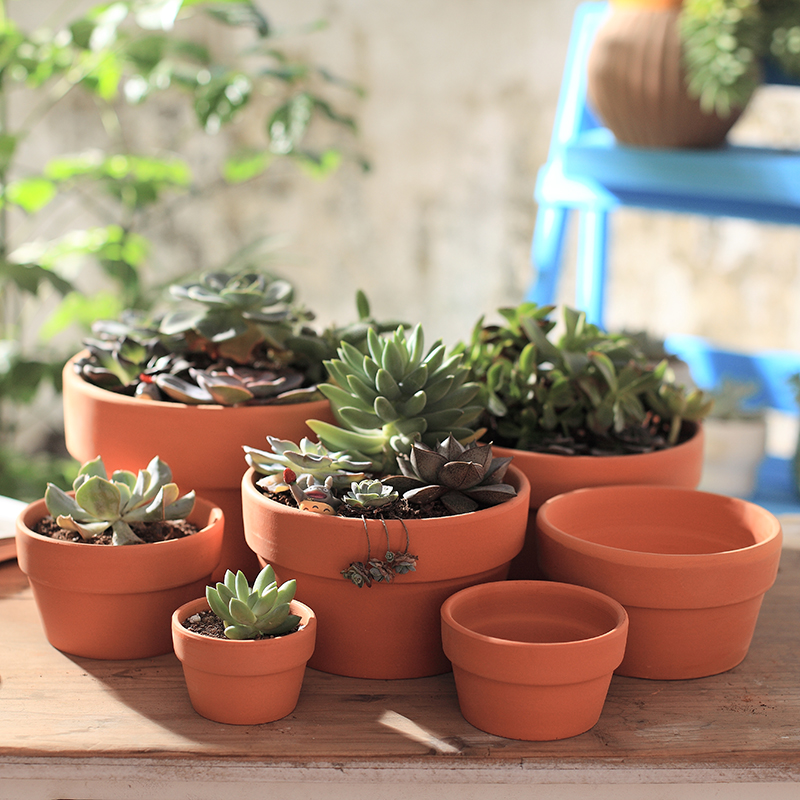 多肉植物矮款育苗透气红陶花盆