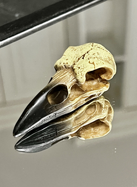 Alchemy The Vault V66 Reliquary Raven Skull哥特树脂乌鸦头骨