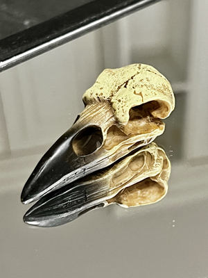 alchemy哥特树脂头骨乌鸦